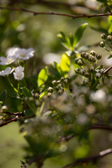 buds and white flowers on a branch