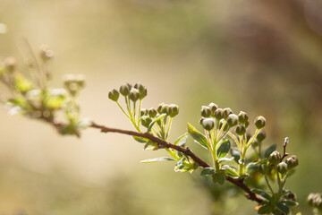 buds and white flowers on a branch