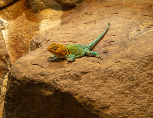 Common Collared lizard (Crotaphytis-collaris) on a rock..
