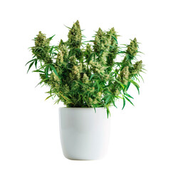 Flourishing Cannabis Plant in White Pot