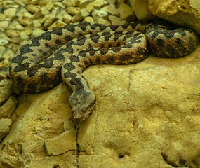 Horned Viper, Long-nosed Viper or Common Sand Adder (Vipera ammodytes). © karlo54