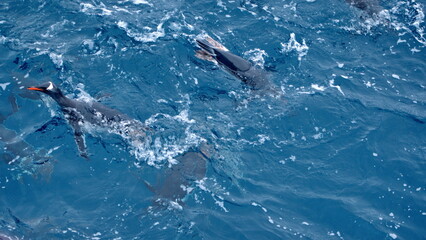 Fototapeta premium Raft of gentoo penguins (Pygoscelis papua) swimming off of Elephant Island, Antarctica