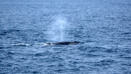 Fototapeta premium Fin whale (Balaenoptera physalus) blowing at the surface, off of Elephant Island, Antarctica