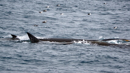 Fototapeta premium Fin whales (Balaenoptera physalus) feeding, surrounded by sea birds, off of Elephant Island, Antarctica