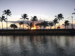 Hawaiian palm trees silhouette at sunrise