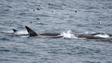 Fototapeta premium Fin whales (Balaenoptera physalus) feeding, surrounded by sea birds, off of Elephant Island, Antarctica