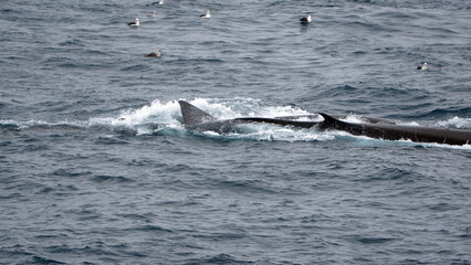 Fototapeta premium Fin whales (Balaenoptera physalus) feeding, surrounded by sea birds, off of Elephant Island, Antarctica
