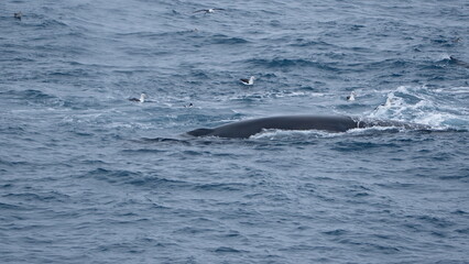 Obraz premium Fin whale (Balaenoptera physalus) swimming off of Elephant Island, Antarctica