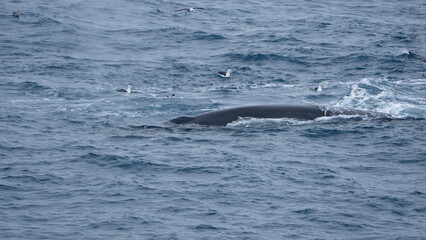 Fin whale (Balaenoptera physalus) swimming off of Elephant Island, Antarctica