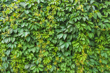 Parthenocissus quinquefolia, Virginia creeper, Victoria creeper, five-leaved ivy, five-finger background; Natural background - obrazy, fototapety, plakaty