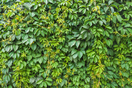 Parthenocissus quinquefolia, Virginia creeper, Victoria creeper, five-leaved ivy, five-finger background; Natural background