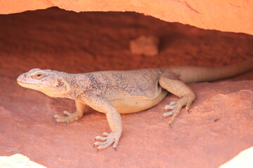 Desert Iguana