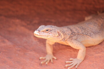 Desert Iguana