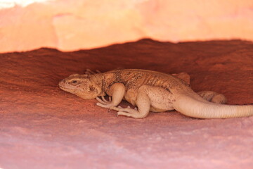 Desert Iguana