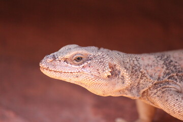 Desert Iguana