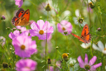 Butterflies flying around pink cosmos flowers on summer lawn; close up; selective focus