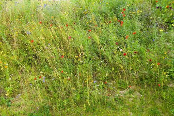 naturbelassene Wildblumenwiese - blühende Landschaft