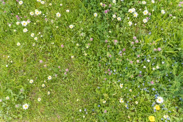 Wildblumenwiese mit kleinen Blumen und Gräsern