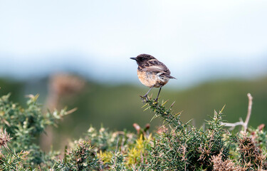 Male European Stonechat perched on a branch.