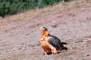 Bearded Vulture in the Pyrenees, Spain.
