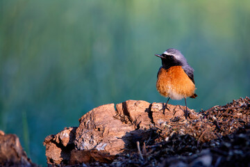 Male Redstart perched in dawn light.