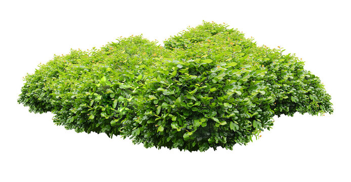 Landscape trees shrubs lined cutout 3d rendering png