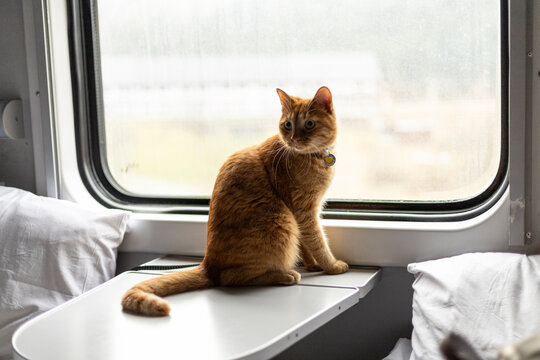 a red-haired cat sits on a table in a train compartment