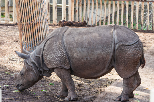 photographs of rhinos in semi-freedom at the zoo