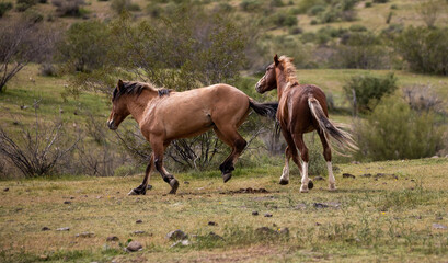 Wild horse stallions running and kicking while fighting in the Salt River Canyon area near Mesa Arizona United States