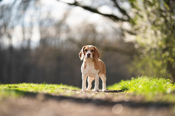Cute beagle dog in the park
