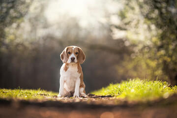 Amazing beagle dog breed portrait in nature