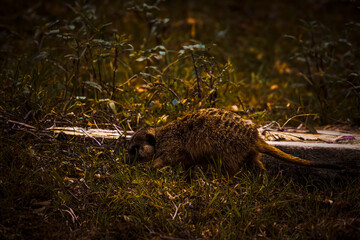 photograph of meerkats playing happily distracted