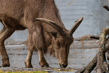 photographs of mountain goats distracted in their habitat