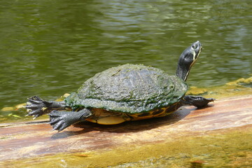 Obraz premium turtle sunning on a log