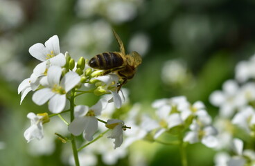 Biene auf weißen Gänsekresse-Blüten