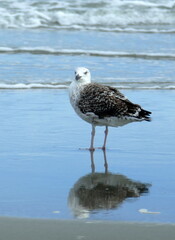 seagull on the beach