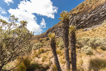 Landscape with paramo vegetation surrounded by rock formations and mountains of the Los Nevados National Natural Park in Colombia