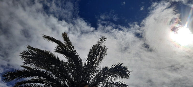 sky and clouds  znd palm