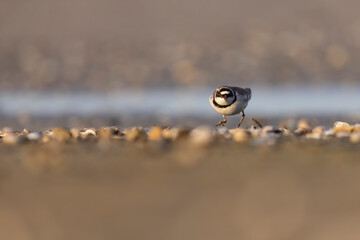 Waders or Shorebirds, little ringed plover, charadrius dubius.