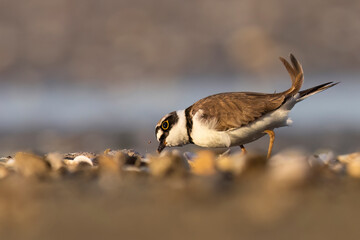 Waders or Shorebirds, little ringed plover, charadrius dubius.