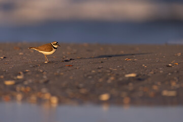 Waders or Shorebirds, little ringed plover, charadrius dubius.