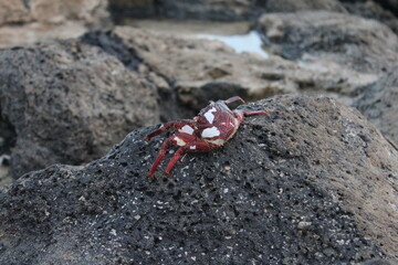 Crab on Rocks