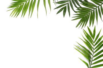 palm leaves background isolated on white transaprent