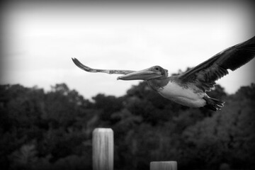 pelican in flight