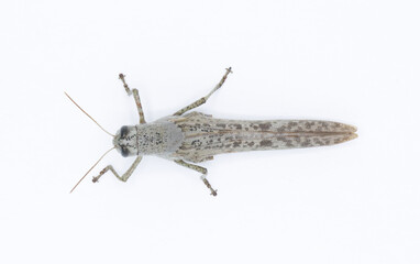 Large wild adult rusty bird grasshopper - Schistocerca rubiginosa - in great detail grey and red orange color markings. isolated on white background top dorsal view