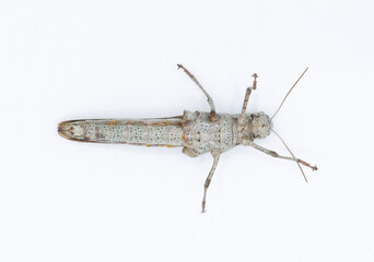 Large wild adult rusty bird grasshopper - Schistocerca rubiginosa - in great detail grey and red orange color markings. isolated on white background bottom ventral view