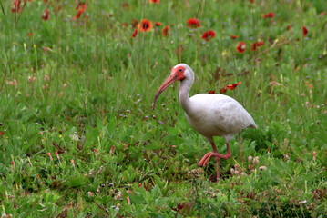 great white ibis