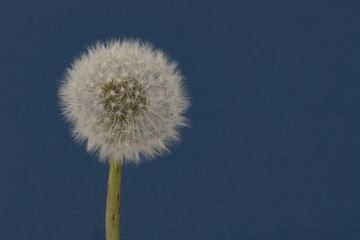 Beautiful fuzzy dandelion stem isolated against a blue background with copy space - 768224443