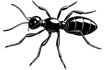 a realistic Ant silhouette vector art Illustration