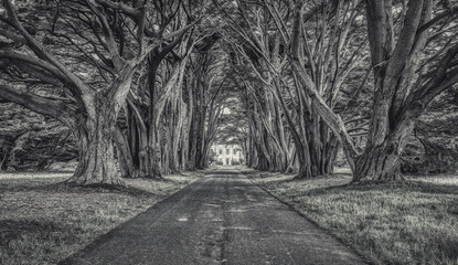 Cypress tree tunnel in Point Reyes in black and white